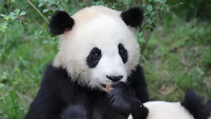 Chengdu: Panda Research Base Ticket or Volunteer Day Trip - Who will enjoy this experience most