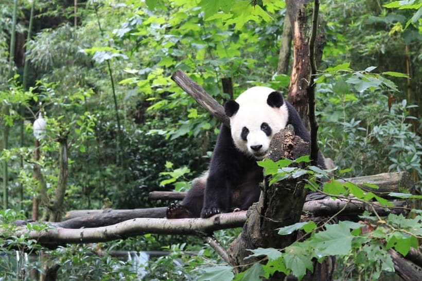 Chengdu: Panda Research Base Ticket or Volunteer Day Trip - The PANDA musical adds a Sichuan story