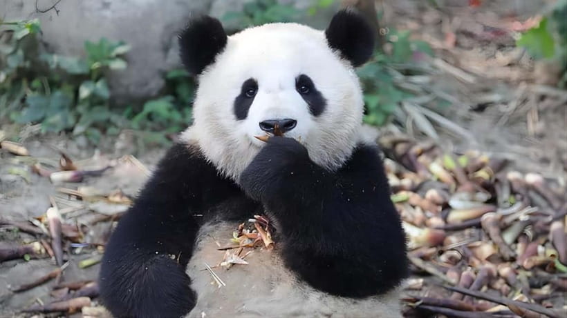 Chengdu: Panda Research Base Ticket or Volunteer Day Trip - Panda Planet turns conservation into a light show