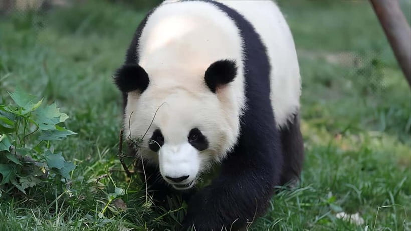 Chengdu: Panda Research Base Ticket or Volunteer Day Trip - Choosing a volunteer day at Dujiangyan
