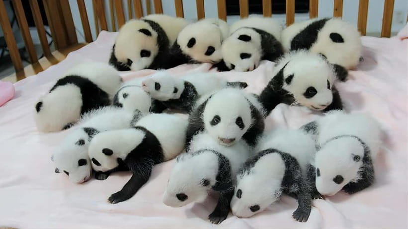 Chengdu: Panda Research Base Ticket or Volunteer Day Trip - Wolong Shenshuping and Ya’an Bifengxia