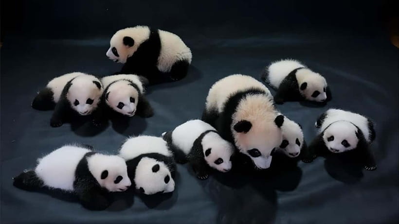 Chengdu: Panda Research Base Ticket or Volunteer Day Trip - Booking details that can save you trouble