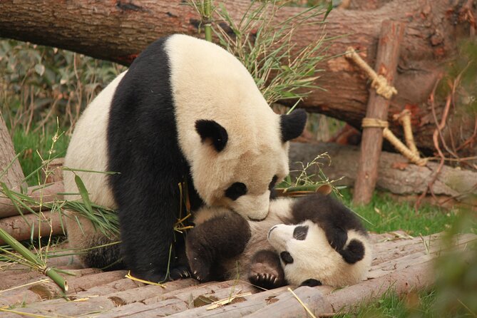 Chengdu Panda Research Base Tickets And Optional Private Tour - The four-hour visit at Giant Panda Breeding Research Base