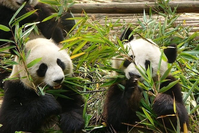 Chengdu Private Day Tour to Emei Mountain with Lunch and Cable Car Ride - The cable car ride to the Gold Summit