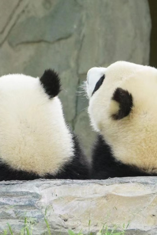 Chengdu: Private Panda Base Tour with 80 Pandas - Key points to know before booking