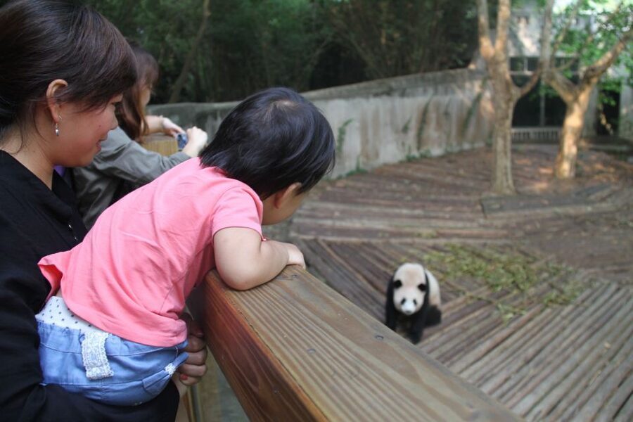 Chengdu: Private Panda Base Tour with 80 Pandas - Small practical details that matter