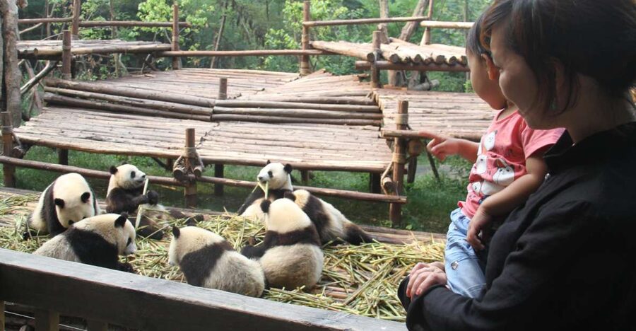 Chengdu: Private Panda Base Tour with 80 Pandas - Why the Chengdu panda base matters