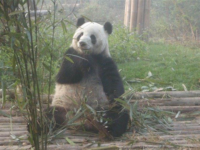 Chengdu: Private Panda Base Tour with 80 Pandas - Price and what your $75 buys
