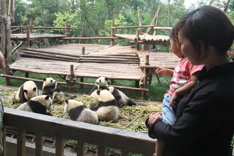 Chengdu: Private Panda Base Tour with 80 Pandas - Why a 7:30am pickup is worth it