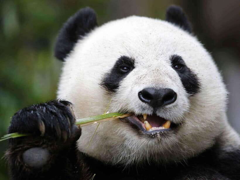 Chengdu: Private Panda Tour at Panda Breeding Base - Key points before you book