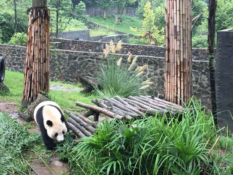 Chengdu: Private Panda Tour at Panda Breeding Base - The panda nursery and baby cubs