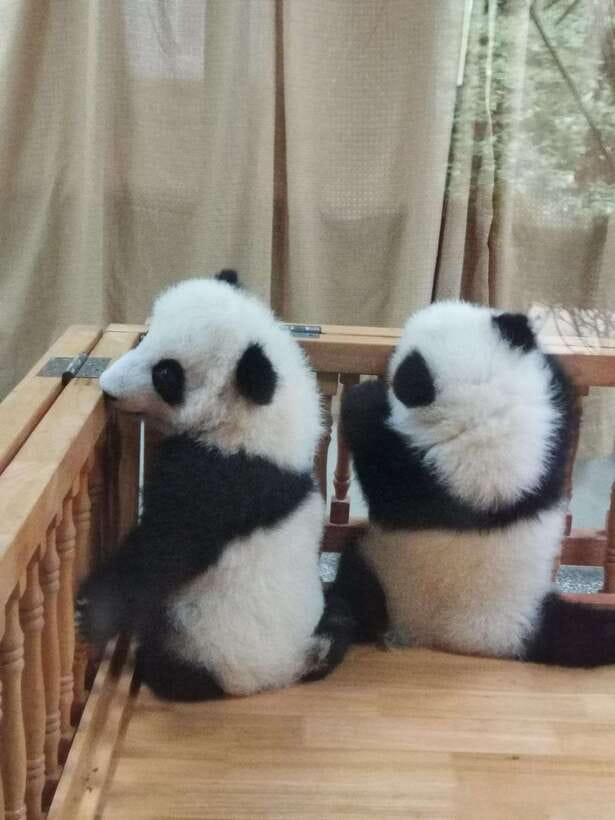 Chengdu: Private Panda Tour at Panda Breeding Base - What the private guide adds