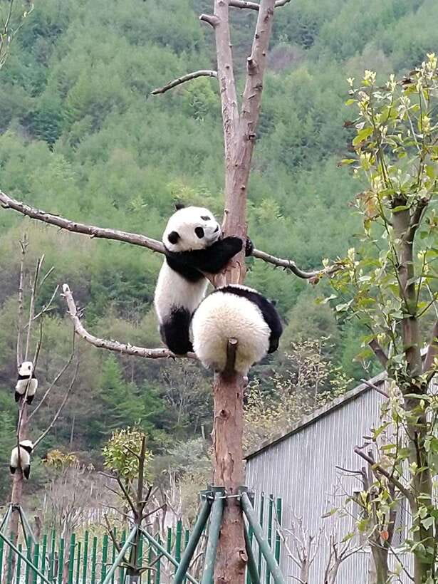 Chengdu: Private Panda Tour at Panda Breeding Base - Duration, walking, and daily planning