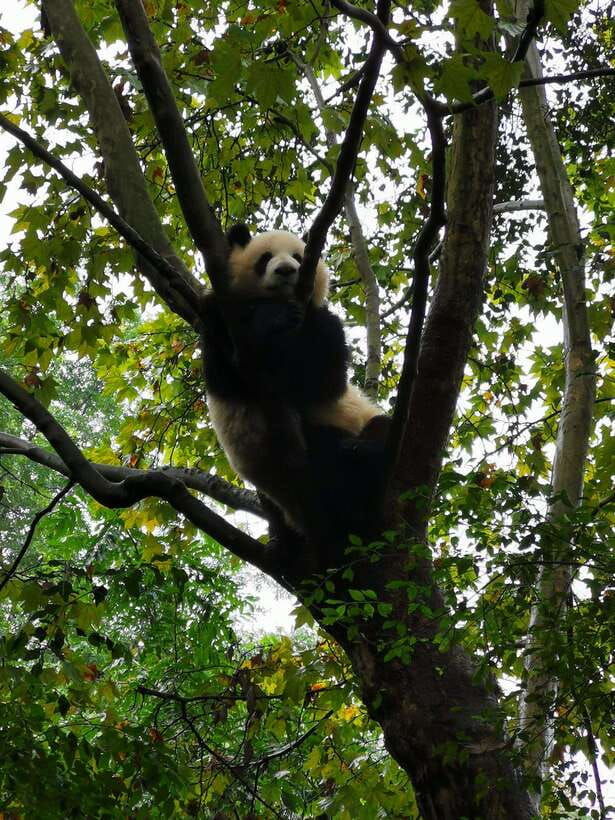 Chengdu: Private Panda Tour at Panda Breeding Base - How the experience compares with going alone