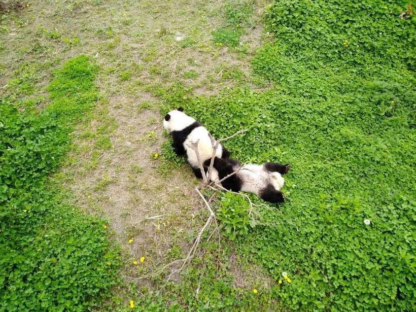 Chengdu: Private Panda Tour at Panda Breeding Base - Walking through the panda base