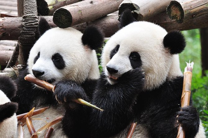 Chengdu Private Sightseeing Tour with Panda Breeding Center Visit - Starting at the panda base around 8 am