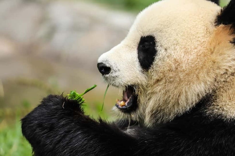Chengdu Private Tour: Meet Pandas+Hike Qingcheng Front/Back - Key points at a glance