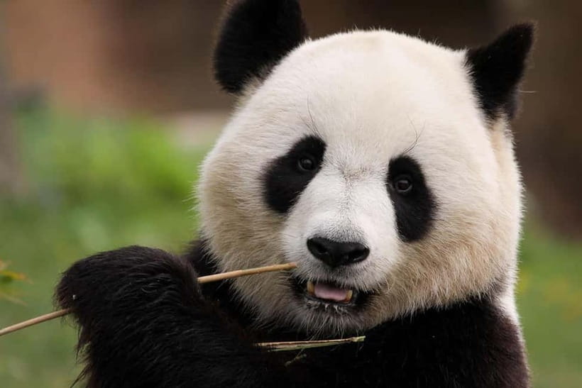 Chengdu Private Tour: Meet Pandas+Hike Qingcheng Front/Back - Lunch near the panda base