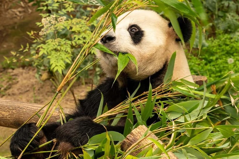 Chengdu Private Tour: Meet Pandas+Hike Qingcheng Front/Back - A guide who changes the value of the day