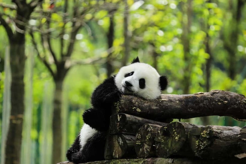 Chengdu Private Tour: Meet Pandas+Hike Qingcheng Front/Back - A quieter morning at Panda Valley