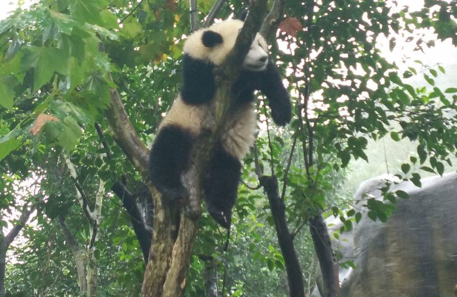 Chengdu Private Tour of Leshan Buddha and Panda Base - What makes the panda visit worthwhile