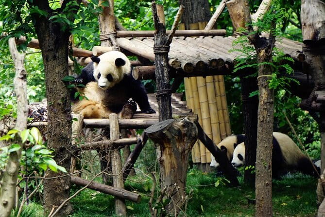 Chengdu Research Base of Giant Panda Breeding Ticket pre-booking - The one-stop itinerary: Giant Panda Breeding Research Base