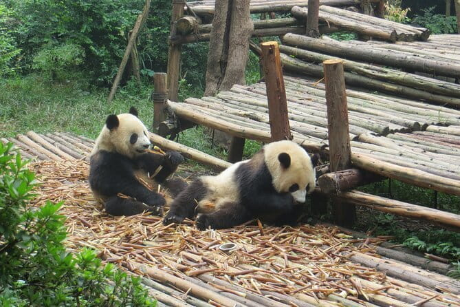 Chengdu Research Base of Giant Panda Breeding Ticket pre-booking - Why morning timing matters