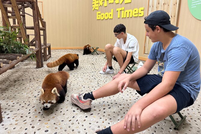 Chengdu: Volunteer Day Experience at Dujiangyan Panda base - 10:00 AM: Feeding Time and Fresh Bamboo