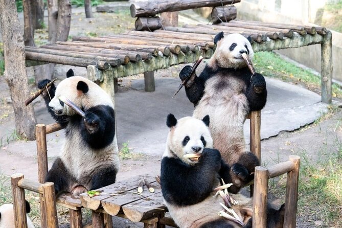 Chongqing Private Tour Pandas City Must See Hot Pot All in one - Why this private Chongqing day works