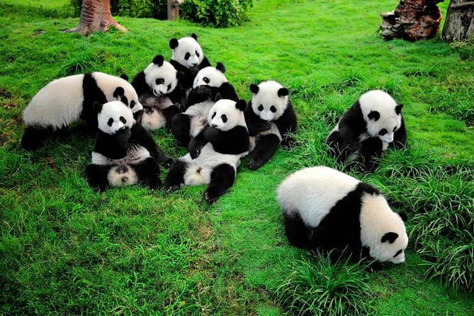 Day tour Chengdu Panda Base Leshan Giant Buddha with local Lunch - A Local Lunch Break in Leshan