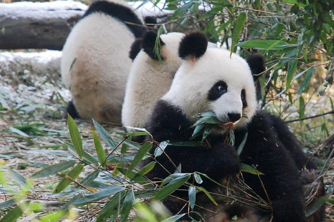 Day tour Chengdu Panda Base Leshan Giant Buddha with local Lunch - Who Will Enjoy This Day Most?