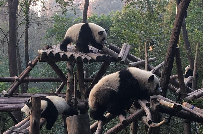 Day Tour: Chengdu Panda Breeding Base and Leshan Giant Buddha - Optional Sichuan Opera after the tour