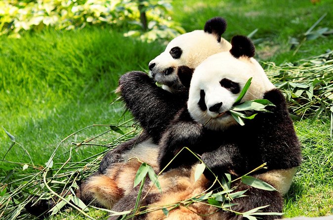 Day Tour: Chengdu Panda Breeding Base and Leshan Giant Buddha - What the guides and group size add