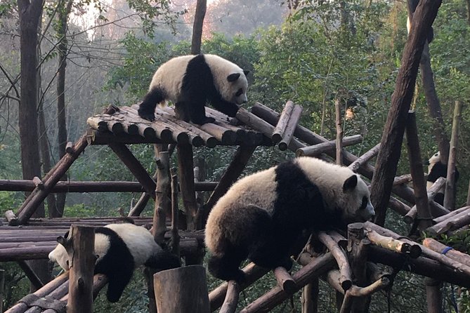 Day Tour: Chengdu Panda Breeding Base and Leshan Giant Buddha - 7:20am pickup and the ride out of Chengdu