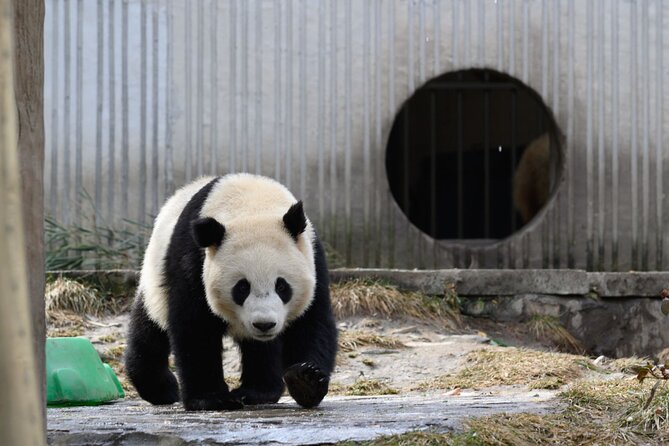 Dujiangyan Irrigation System and Panda Base Day tour - Yangtianwo Square and the giant panda statue