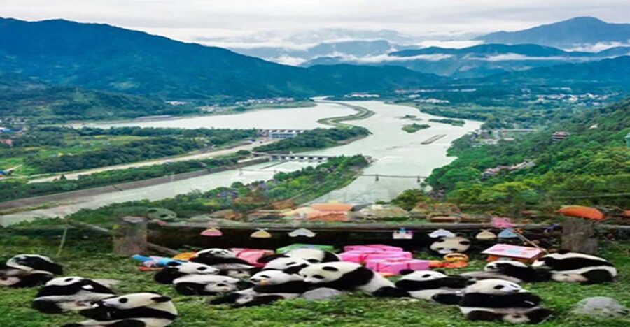Dujiangyan panda base and irrigation system park day tour - 8:30am at Dujiangyan Panda Base