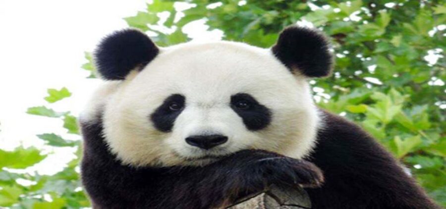 Dujiangyan panda base and irrigation system park day tour - 1:00pm at the Dujiangyan irrigation system