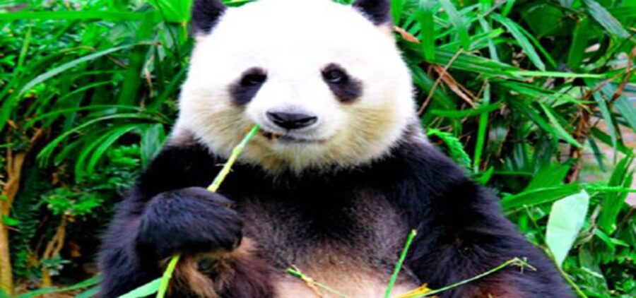 Dujiangyan panda base and irrigation system park day tour - 7:30am pickup and the drive to Dujiangyan