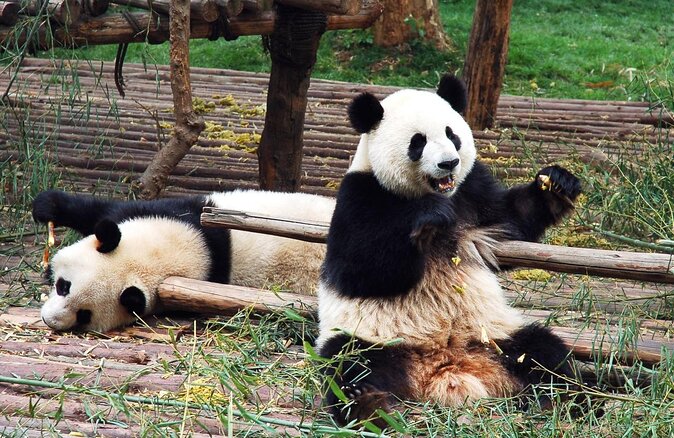 Dujiangyan Panda Base and Mount Qingcheng - Why This Panda and Mountain Combination Works