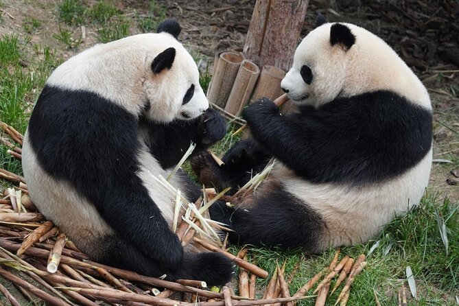 Dujiangyan/Wolong Panda Sanctuary day tour option panda keeper - The 7:00 AM Start and Private Car