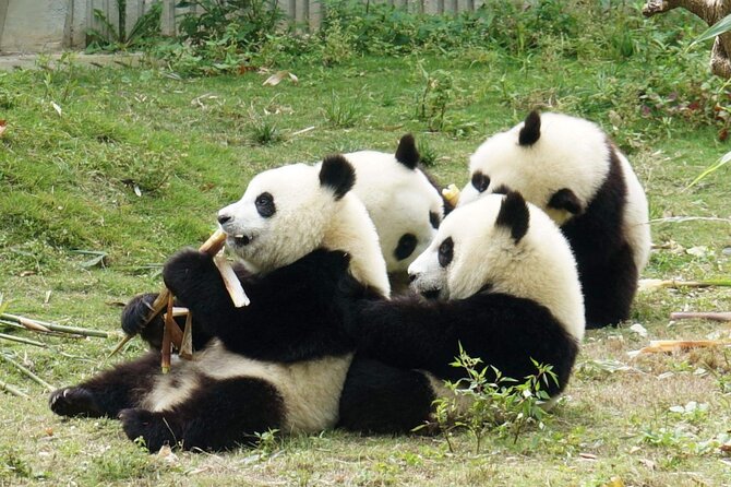Dujiangyan/Wolong Panda Sanctuary day tour option panda keeper - What Happens at Dujiangyan Panda Base