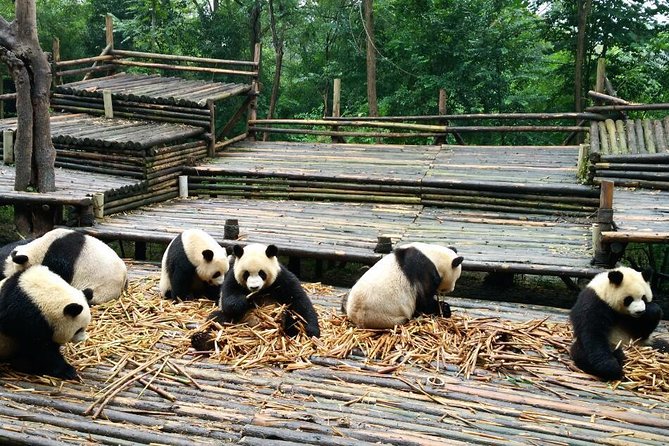 Everything Panda Private Day Tour in Chengdu - The 8 a.m. ride to Chengdu Research Base