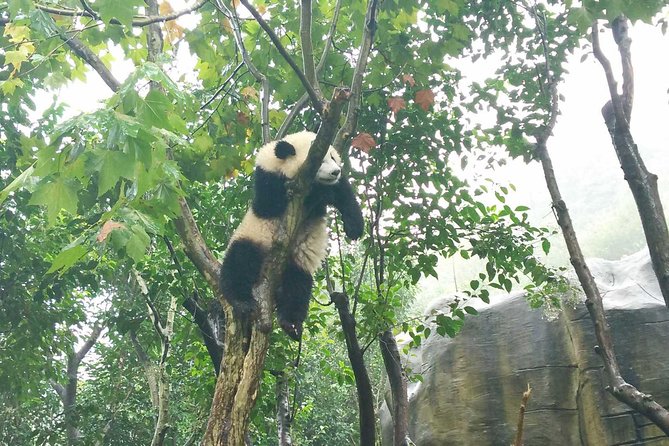 Everything Panda Private Day Tour in Chengdu - Finding the Panda Post Office near Kuanzhai Alley