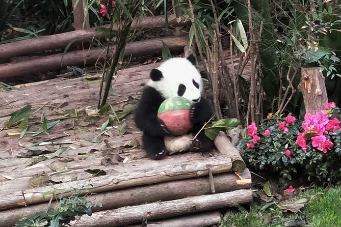 Everything Panda Private Day Tour in Chengdu - Kuanzhai Alley adds a city stop