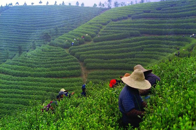 Experience Chengdu: Private Tea-Making Day Tour of Mengdingshan Tea Plantation - A local lunch before the tea fields