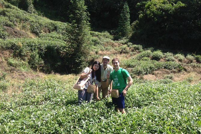 Experience Chengdu: Private Tea-Making Day Tour of Mengdingshan Tea Plantation - Walking through Mengdingshan’s tea terraces