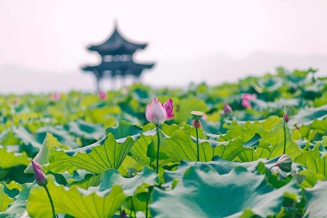 Flexible Hangzhou Private Tour from Shanghai by Bullet Train - Longjing tea village and the Dragon Well tradition