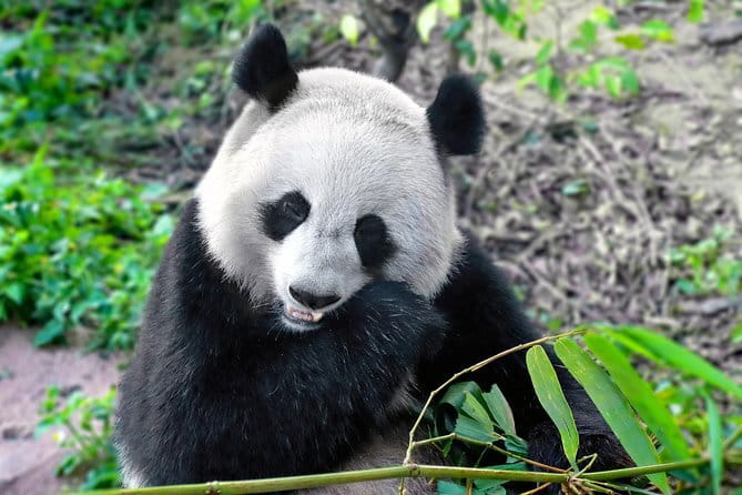 Flexible Private 4 Hours Chengdu Highlights Layover Tour - Who will get the most from this experience