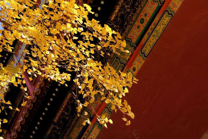 Forbidden City Of Beijing Tickets Booking And Other Option - Who will enjoy this experience most