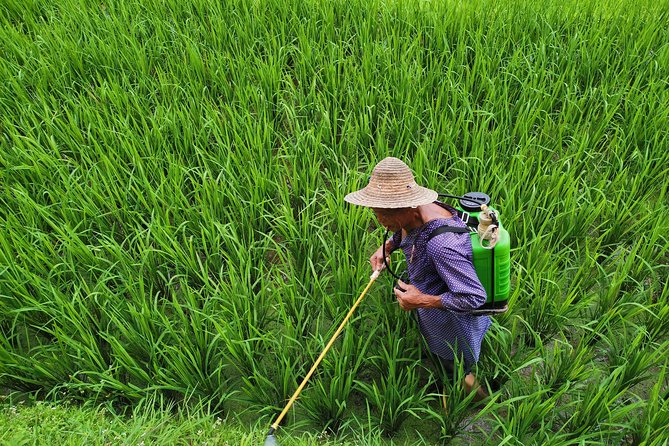 From Guilin/Yangshuo: Longji Rice Terraces and Ethnic Minority Village Day Tour - The 8:00 am pickup and mountain transfer